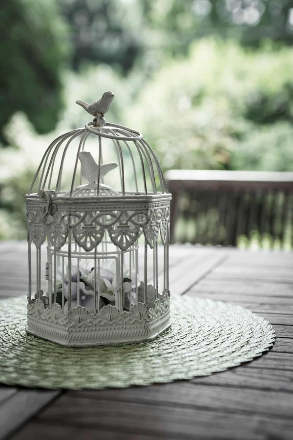 How to Create an Engaging and Safe Environment for a Pet Bird in an Aviary?